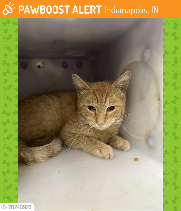 Shelter Stray Male Cat last seen Near , Indianapolis, IN 46221