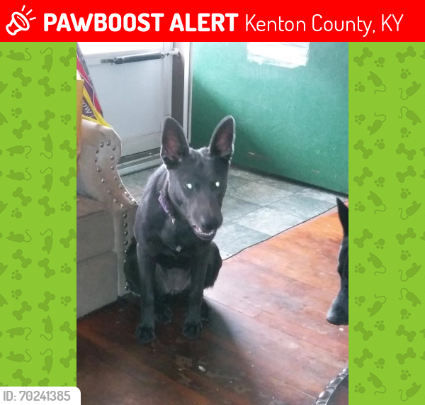 Lost Female Dog last seen Kenton County KY Area , Kenton County, KY 41017