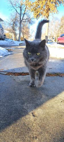 Lost Male Cat last seen 12th st n and 7th Ave n, Great Falls, MT 59401