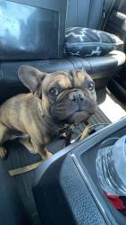 Reunited Male Dog last seen Atrisco and central, Albuquerque, NM 87105
