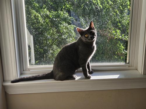 Lost Female Cat last seen The Plaza and Brook Rd, Charlotte, NC 28205