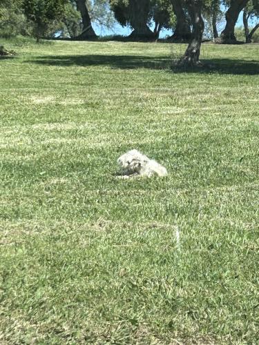 Found/Stray Unknown Dog last seen Grassy field on sandy beach / Adam’s   He’s under a tree  I gave him water , Vallejo, CA 94590