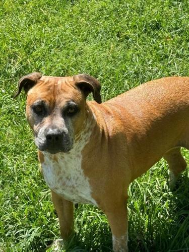 Lost Female Dog last seen Shindler and collins, Jacksonville, FL 32222