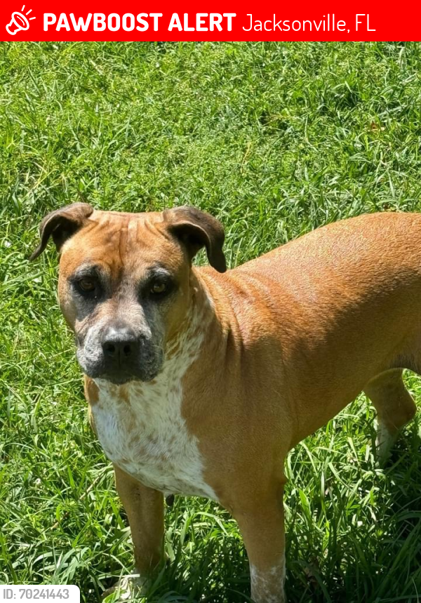 Deceased Female Dog last seen Shindler and collins, Jacksonville, FL 32222