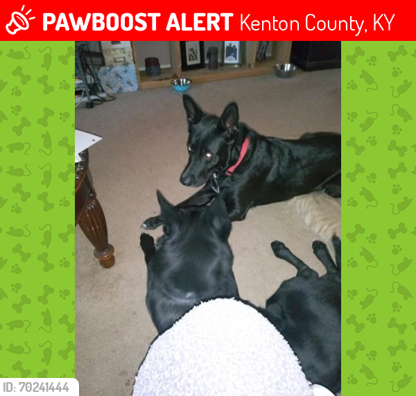 Lost Female Dog last seen Kenton County Kentucky , Kenton County, KY 41017