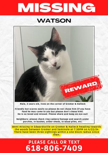Lost Male Cat last seen Gremer and Halleck, Edwardsville, IL 62025