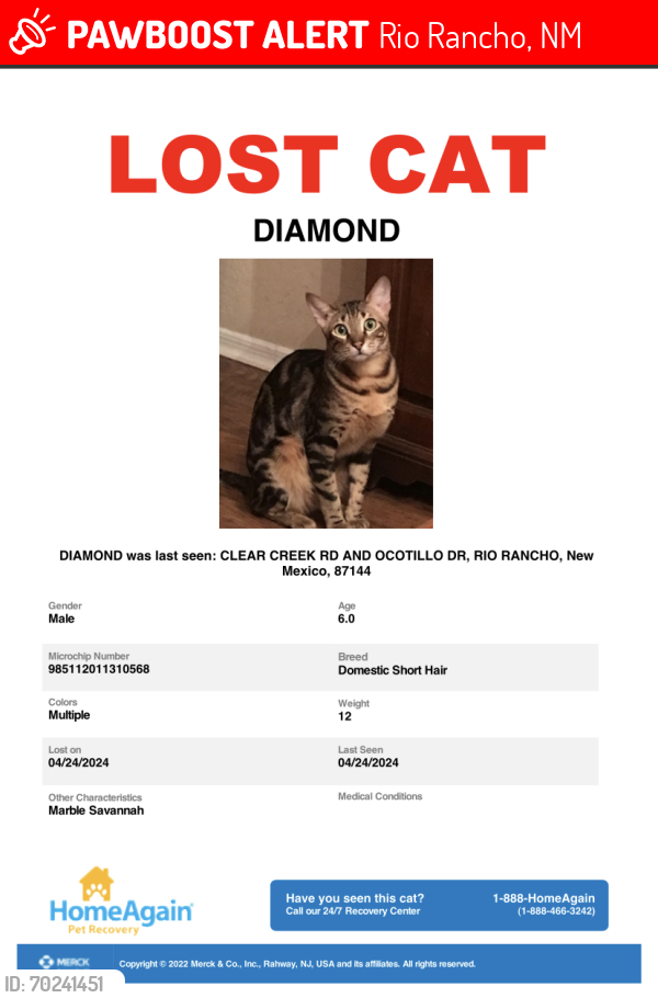 Lost Male Cat last seen Clear creek Ne & octillo , Rio Rancho, NM 87144
