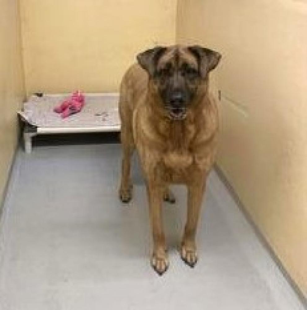 Shelter Stray Female Dog last seen Seattle, WA 98144, Seattle, WA 98119