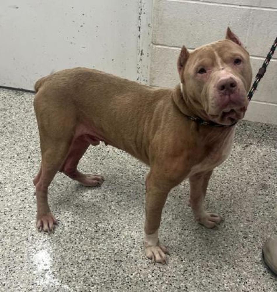 Shelter Stray Male Dog last seen Near Oakland Ave, 64134, MO, Kansas City, MO 64132
