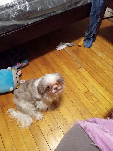 Lost Female Dog last seen State Rd, Parma, OH 44134