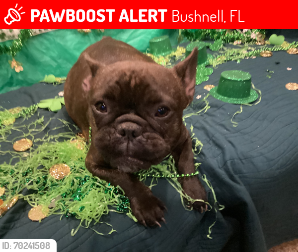 Lost Female Dog last seen Near & 673, Bushnell, FL 33513