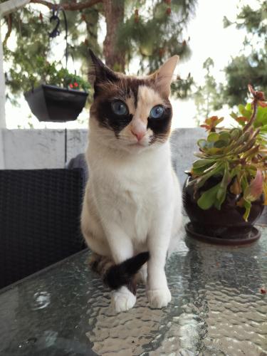 Lost Female Cat last seen Lakeshore and Eastshore drive , Chula Vista, CA 91913