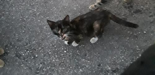 Lost Female Cat last seen S 62 ave Hollywood Florida , Hollywood, FL 33023