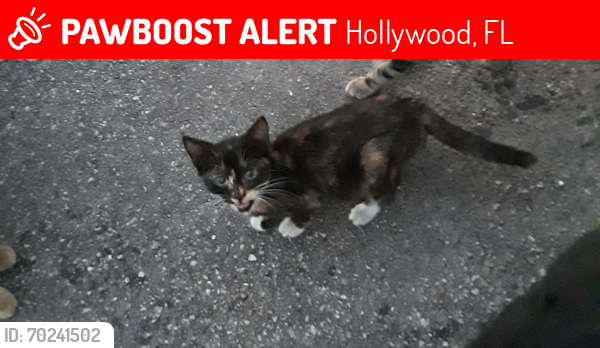 Lost Female Cat last seen S 62 ave Hollywood Florida , Hollywood, FL 33023