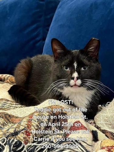 Lost Male Cat last seen Near Holstein St and Maplewood , Takoma Park, MD 20912