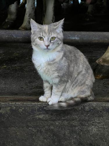 Lost Female Cat last seen Roosevelt Park, Bellingham, WA 98229