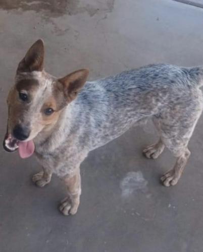 Lost Male Dog last seen Center and Mckellips, Mesa, AZ 85201