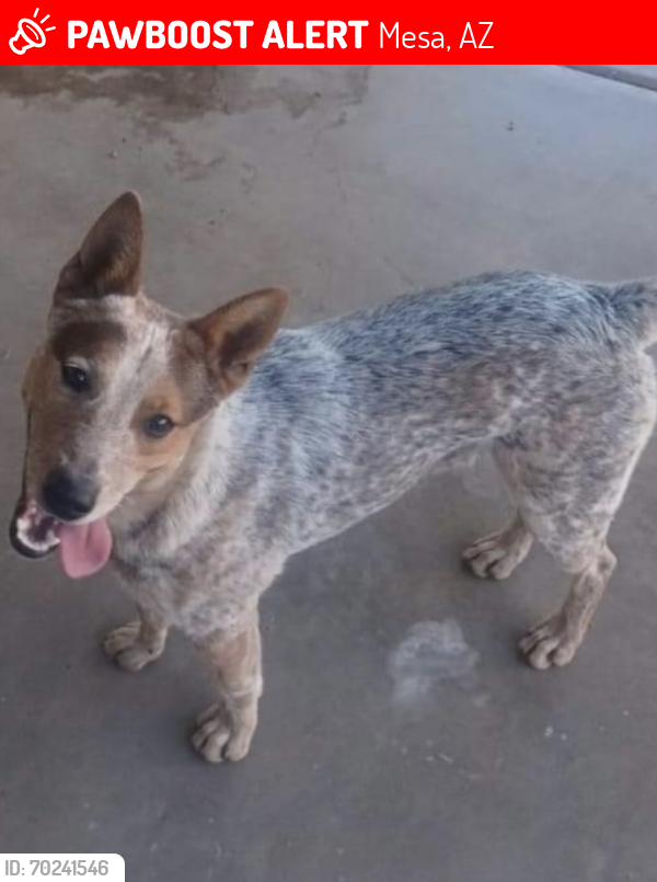 Lost Male Dog last seen Center and Mckellips, Mesa, AZ 85201