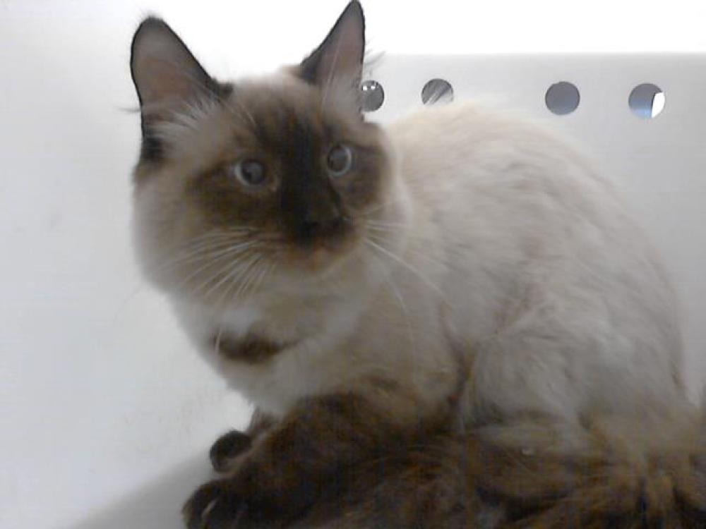 Shelter Stray Male Cat last seen , Fayetteville, NC 28306
