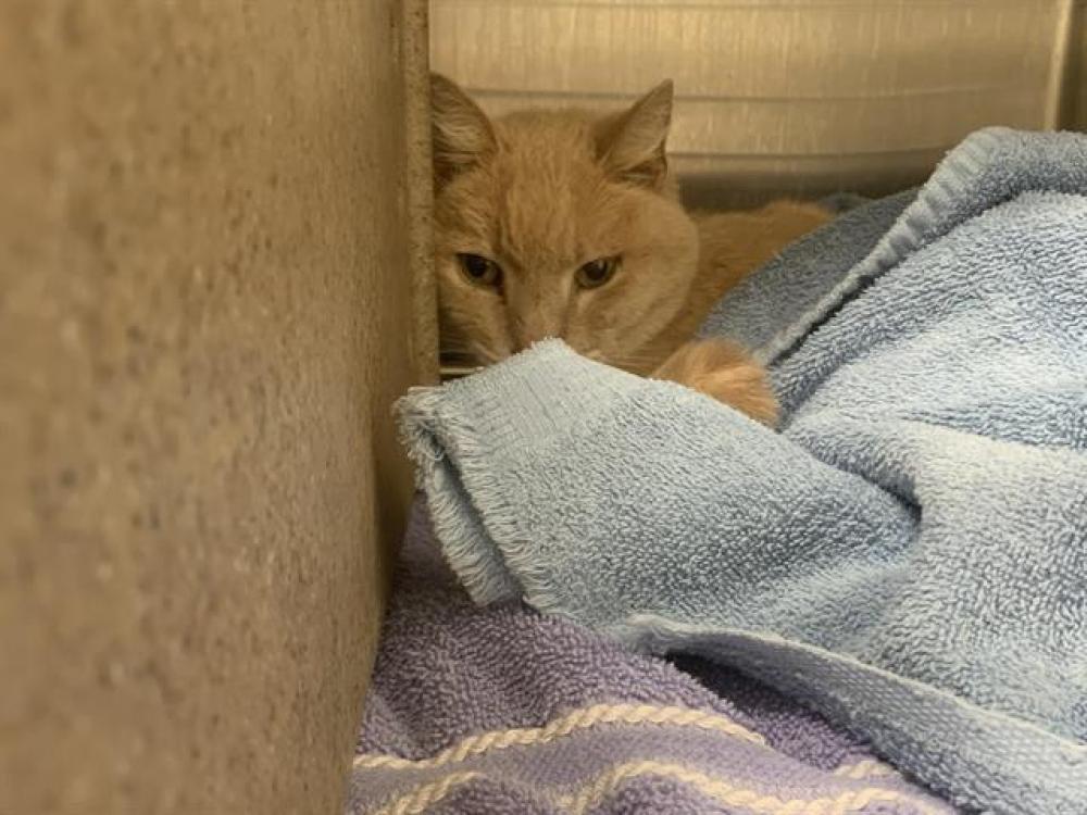 Shelter Stray Male Cat last seen GARDENVINE AVE, Auburn, CA 95603