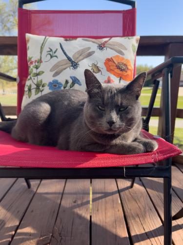 Lost Male Cat last seen Between 29th and 44th on Peebly Rd, Newalla, OK 74857