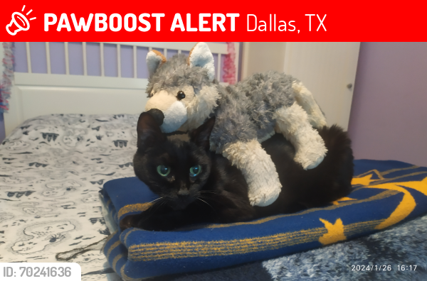 Lost Female Cat last seen Between N. Buckner and Redondo, Dallas, TX 75218