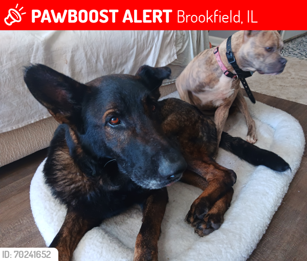 Lost Male Dog last seen Surrounding areas , Brookfield, IL 60513