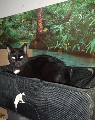 Lost Male Cat last seen Don't know, West Melbourne, FL 32905
