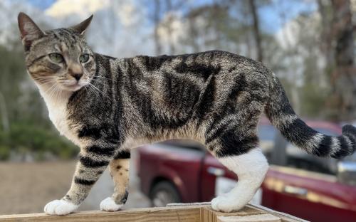 Lost Male Cat last seen Searcy Drive , Monroe County, GA 31046