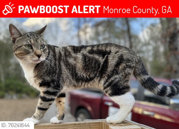 Lost Male Cat last seen Searcy Drive , Monroe County, GA 31046