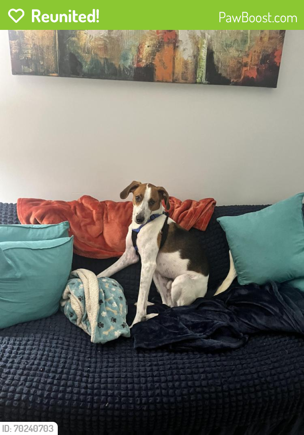 Reunited Male Dog last seen Six Forks and Longstreet, Raleigh, NC 27615