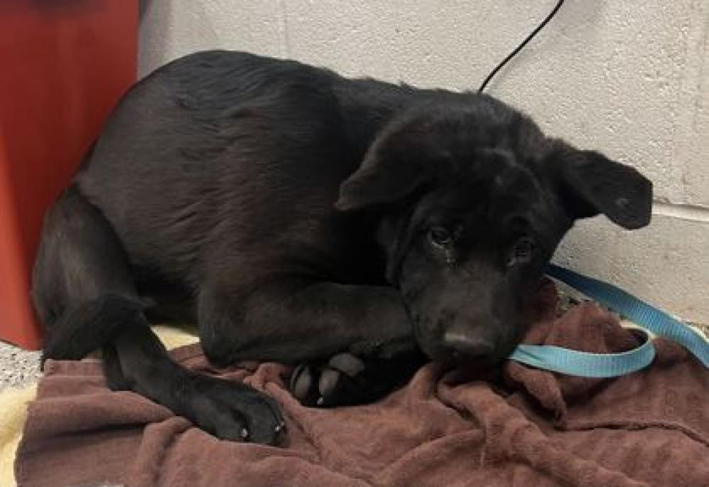 Shelter Stray Male Dog last seen Near N Drury Ave, 64123, MO, Kansas City, MO 64132