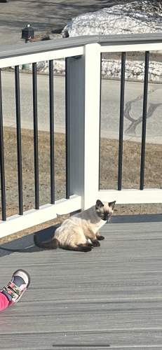 Lost Female Cat last seen Goldenview , Anchorage, AK 99516