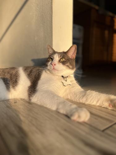 Lost Male Cat last seen Angela Lane and South Street, Titusville, FL 32796