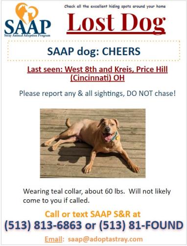 Lost Male Dog last seen W 8th and Kreis, Cincinnati, OH 45205
