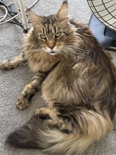 Lost Male Cat last seen West Bergen Lane and North White Cliff Dr, Eagle Mountain, UT 84043