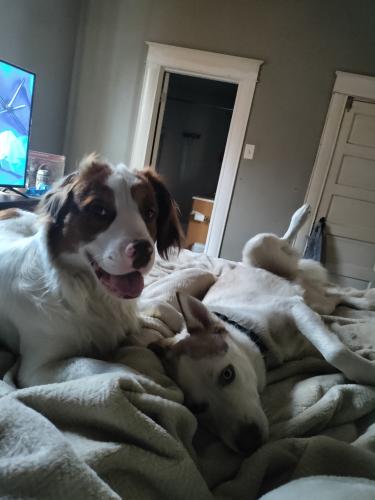 Lost Male Dog last seen Dairy Haven , Caseyville, IL 62234