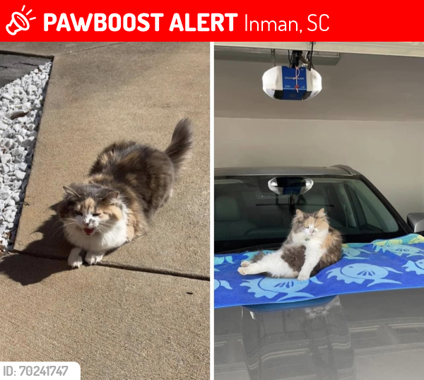 Lost Female Cat last seen Zimmerman rd , Inman, SC 29349