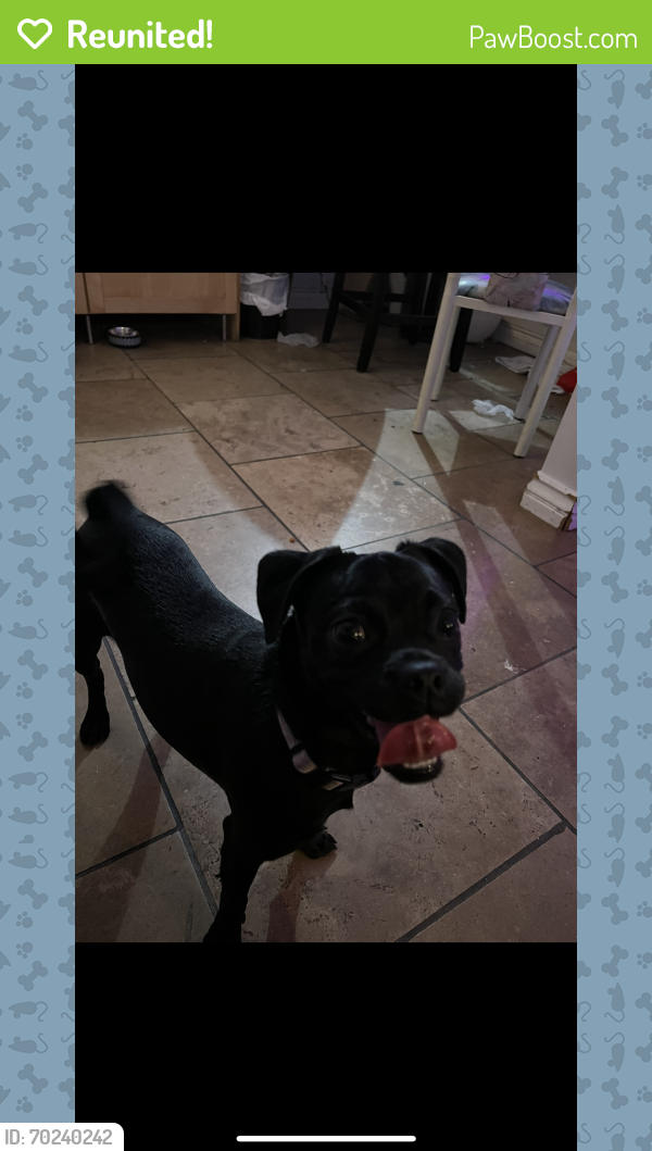 Reunited Female Dog last seen West 17th st and Longwood ave , Los Angeles, CA 90019