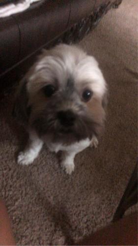 Lost Female Dog last seen Ballston place 27545, Knightdale, NC 27545