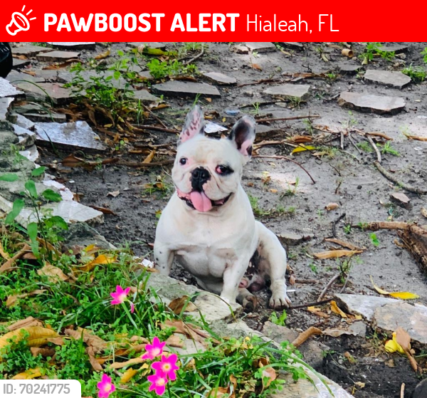 Lost Male Dog last seen Near terrace , Hialeah, FL 33015