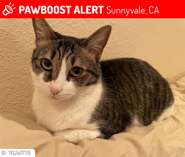 Lost Female Cat last seen Near Magnolia Ter (Inside the quad of Lavender), Sunnyvale, CA 94086