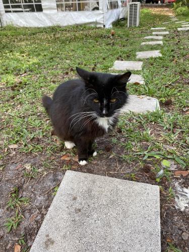 Lost Male Cat last seen Near Overstreet East, Kissimmee, FL 34747