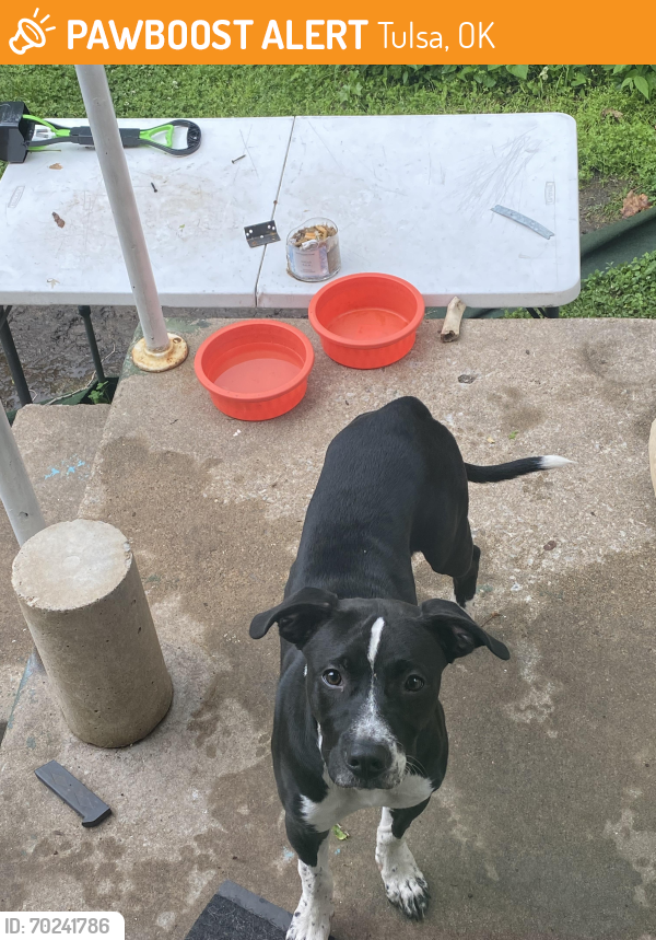Found/Stray Female Dog last seen Turner park, Tulsa, OK 74112