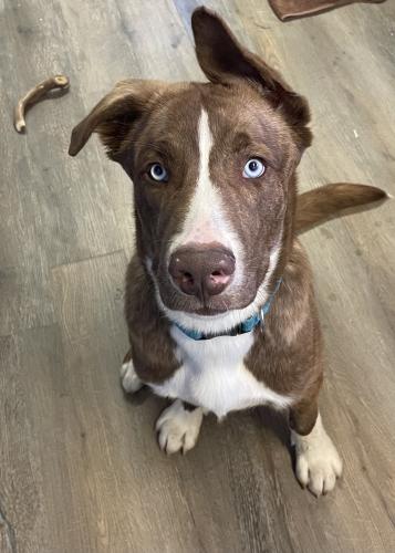 Lost Male Dog last seen Taft and 450 , West Lafayette, IN 47906