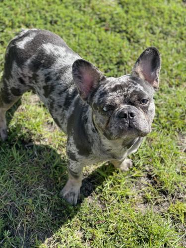 Lost Male Dog last seen Pembroke Park Subdivision, McDonough, GA 30253