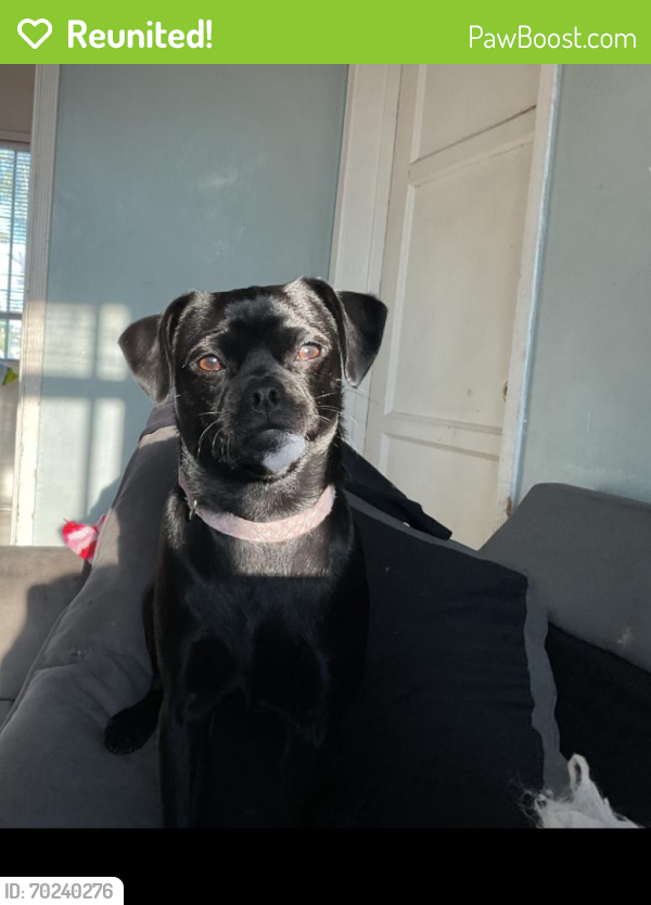 Reunited Female Dog last seen Longwood and 17th by the police station , Los Angeles, CA 90019