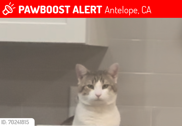 Lost Male Cat last seen Gander way and Don Julio blvd, Antelope, CA 95843
