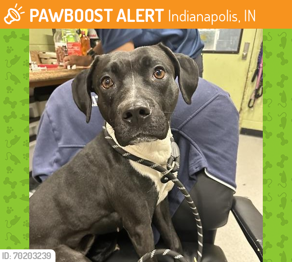 Shelter Stray Female Dog last seen Near , Indianapolis, IN 46221