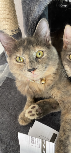 Lost Female Cat last seen Cajalco and Alexander, Mead Valley, CA 92570